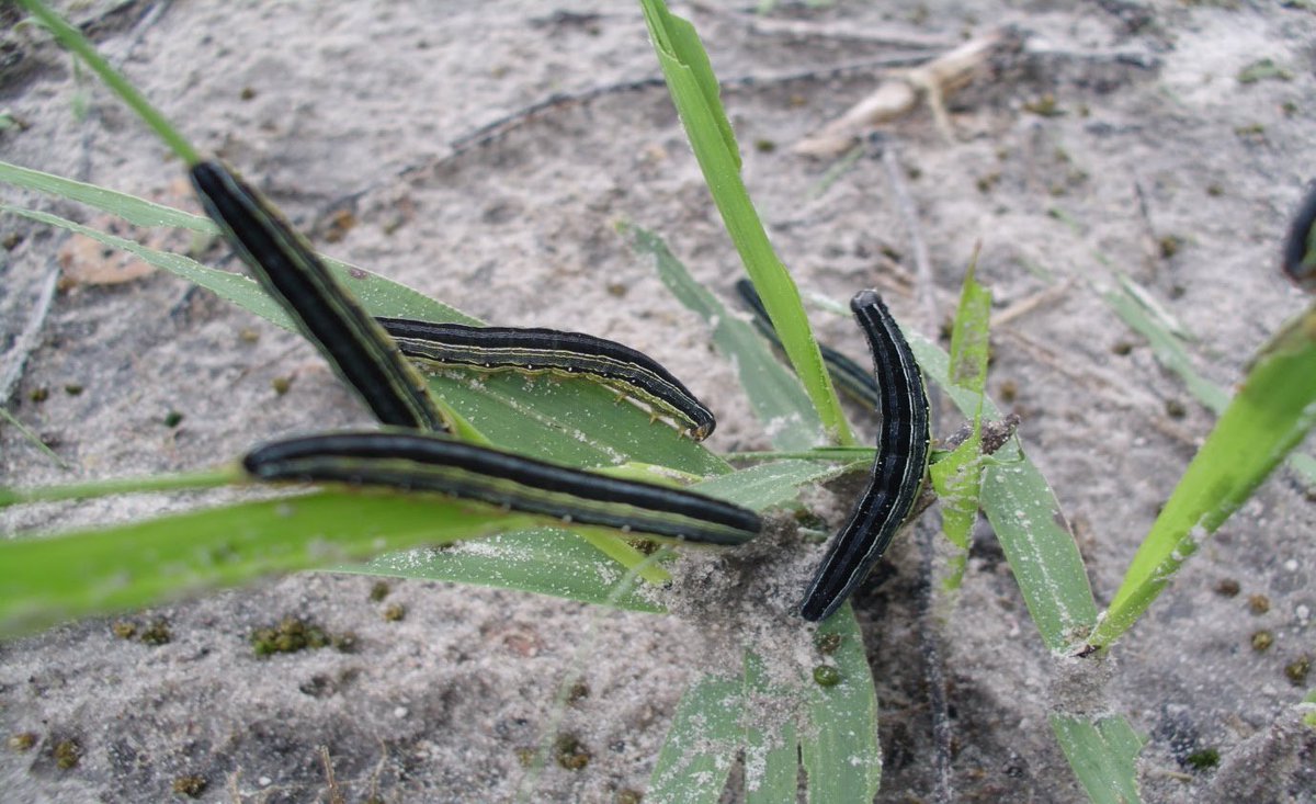 Armyworm biopesticide