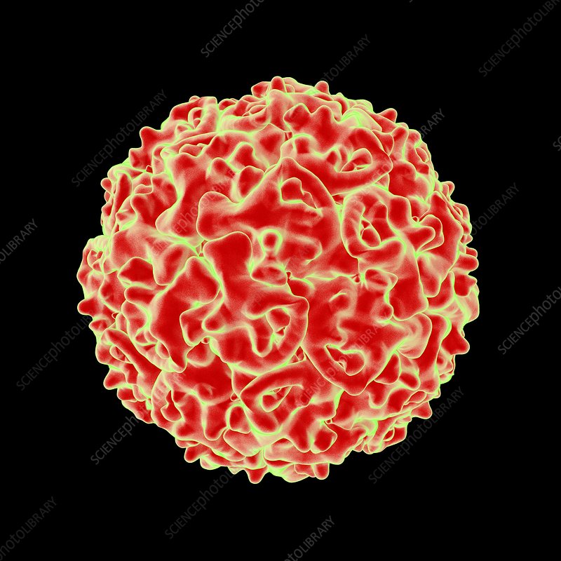 New iPEG paper: rapid spread of a densovirus in China